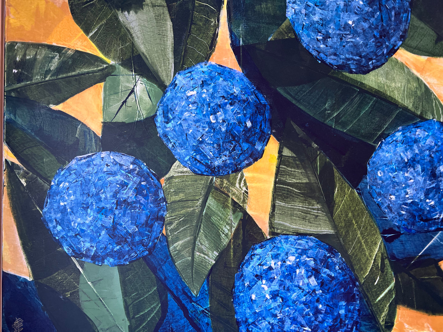 37x48 hydrangea blooms